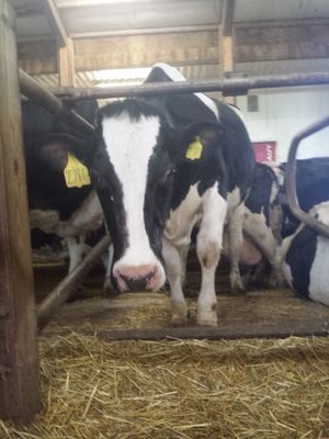 CrystalMalo's profile picture. 