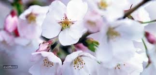 اللَّهُمَّ اقْسِمْ لَنَا مِنْ خَشْيَتِكَ مَا تَحُولُ بِهِ بَيْنَنَا وَبَيْنَ مَعَاصِيكَ، وَمِنْ طَاعَتِكَ مَا تُبَلِّغُنَا بِهِ جَنَّتَكَ)