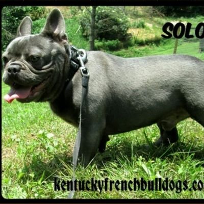 frenchbulldog14's profile picture. Breeder of common and rare colored French Bulldogs!