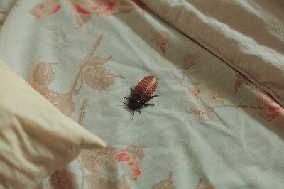 dextrodiver's profile picture. pretty., gay and the best! anti-imperialist marxist,  lumpenprole positivity twitter