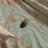 roach