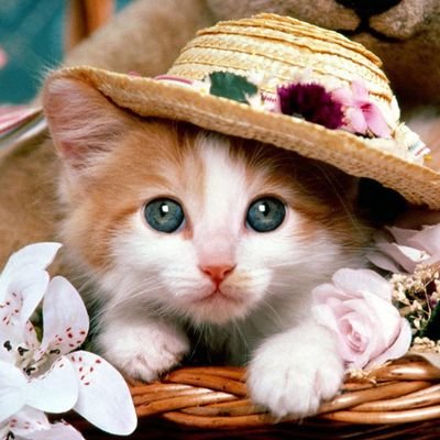 Nanaakosua85's profile picture. 