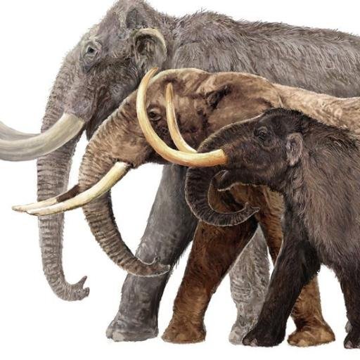 yammothmammoth's profile picture. Mammoth's are amazing