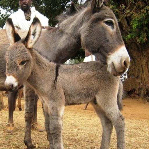 Donkeys: Faithfully Serving the Multitude