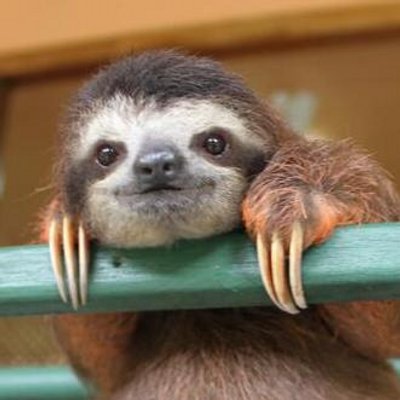 ナマケモノが教えるアウトドアの豆知識 Outdoor Sloth Twitter