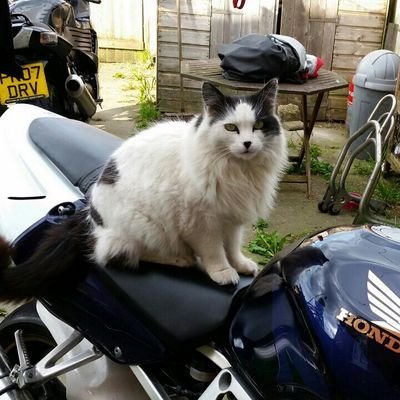 whiskas1408's profile picture. 