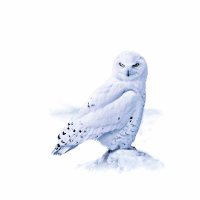 Stefan Lüscher (@stefflue) 's Twitter Profile