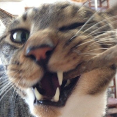 猫とヤモリとイモリ。シシバナもいる。魚民でもありラバッパーでもある。