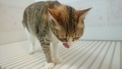 動物のふかさんのプロフィール画像