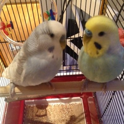bird