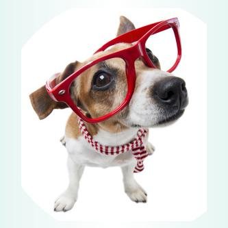 Tienda online ofrecemos productos para mascotas. Gran cantidad de artículos y marcas para satisfacer todas las necesidades y recibirlos cómodamente en casa.