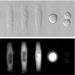 Cancer Cell Biology Lab @karolinskainst | Cell Cycle, DNA Damage, Checkpoints | Live-cell Imaging, Mathematical Modeling, Quantitative Microscopy