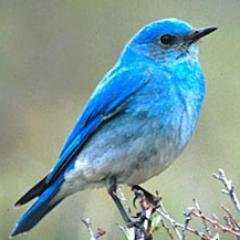 bleubirdof's profile picture. Life is a dance you learn as you go. I'm a terrible dancer.