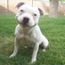 Dog Trainer Win (@dogtrainerwin) Twitter profile photo