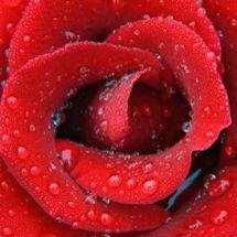 handsche's profile picture. 