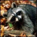 Chuck Cecil - @chuck_cecil - Twitter