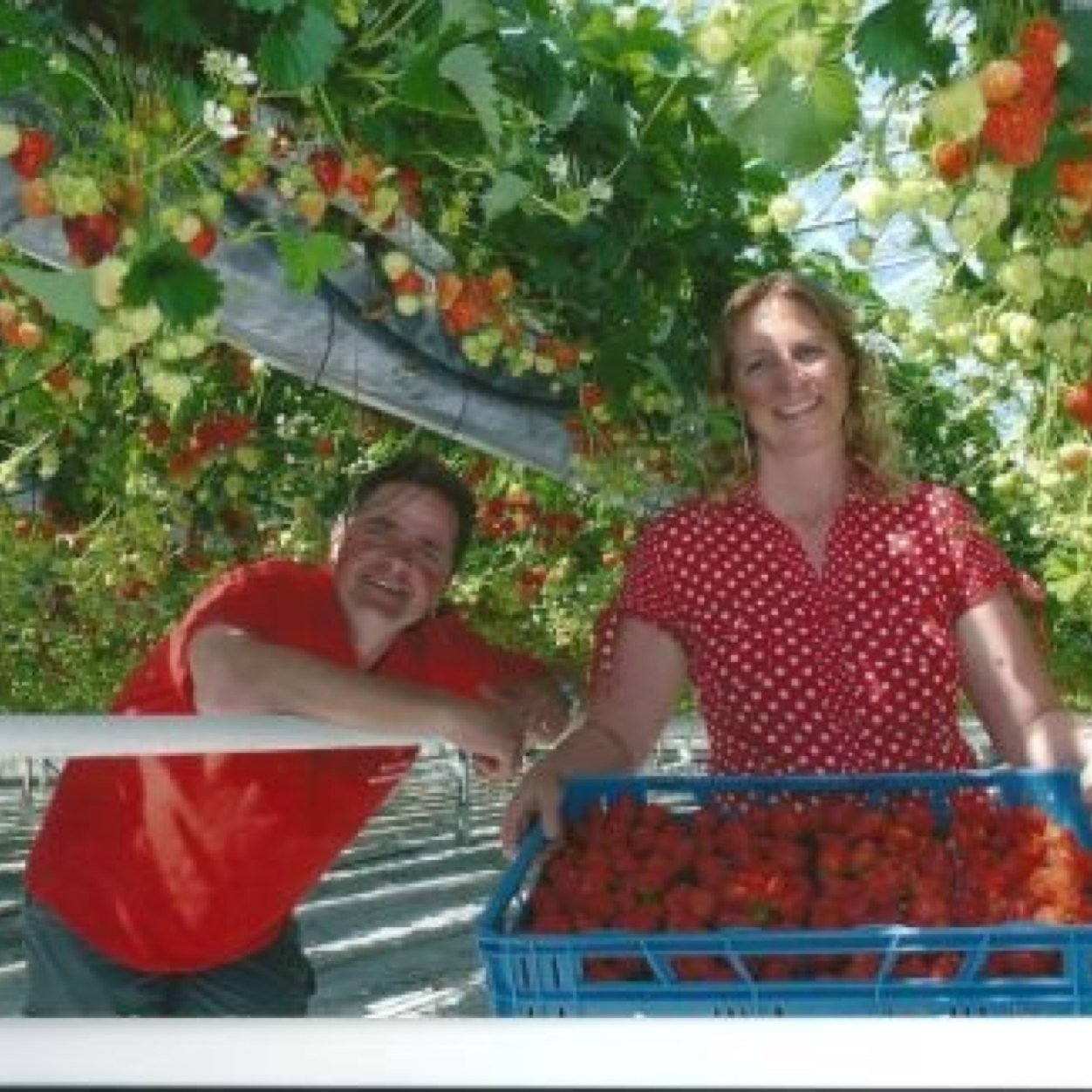 Wij, Frits en Amanda Vriend wonen, werken en genieten op onze aardbeienkwekerij in Benningbroek NH. Vragen over aardbeien? Stel ze ons!!