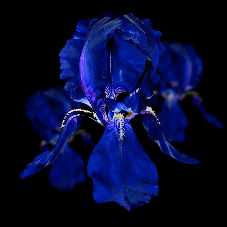 HeldEdith's profile picture. 