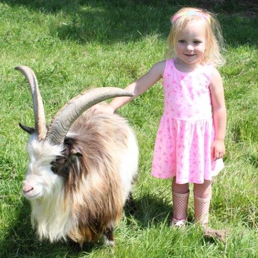 peakgoats's profile picture. Peak Goats has high health herds of Pygmy & 100% Boer goats. Top quality goats for sale, stud billy service & driving goats. Champion blood lines. Near Bakewell