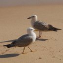 Maria Crespi - @mcrespi55 - Twitter