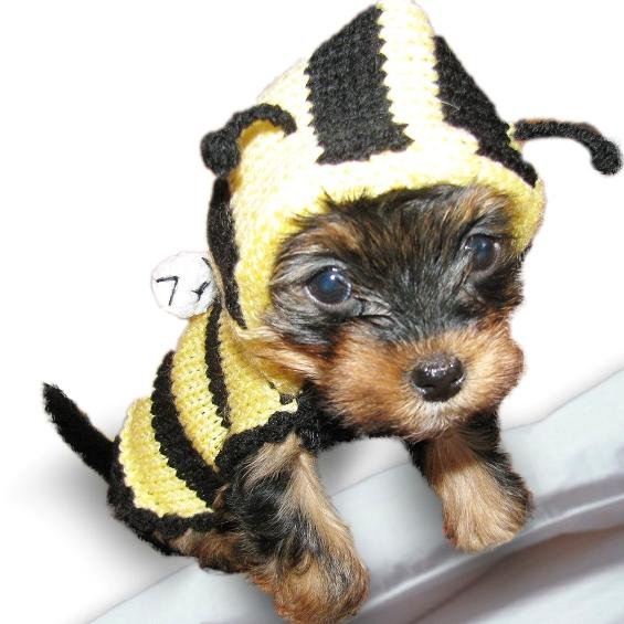 We are designers and producers of dog clothes and sweaters. We also have one sweet Yorkie