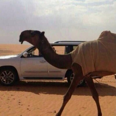 azahf2's profile picture. 