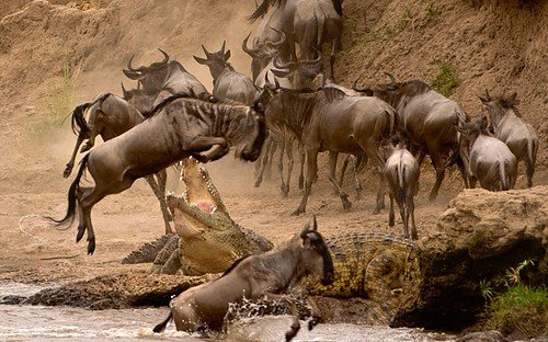 And Africa Travel: Luxury Bespoke Safari Holiday Travel to Africa; Kenya, Tanzania, Zanzibar Island, Uganda and Rwanda. Discover More: https://t.co/chDPNWb7zy