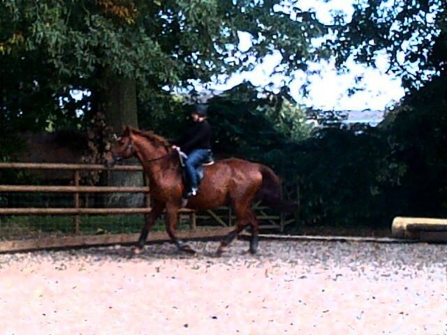 thatequestrian7's profile picture. I am a equestrian.  I have another account this is for my horsey life x