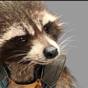 mrvlRocket's profile picture. Im a raccoon, I get it. 
Also a Guardian of the Galaxy, the Keystone Quadrant, captain of the Rack 'n' Ruin, Master Tactitian and Marksman.