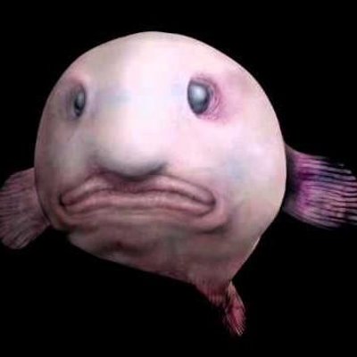 不思議な海の生き物 Twitter ನಲ ಲ ピンポン ツリー スポンジという深海魚 初めて深海に人間が踏み込んだ時 深海で見つけた様々な生物 を世間に発表した人がいましたが こんな奇妙な生物がいるはずがない と誰も信じてくれなかったそうです Http T