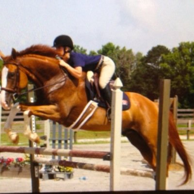 justletmeride's profile picture. just another equestrian who wants to ride

*i follow back*