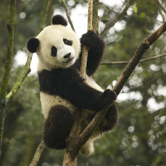 AcaciaKoski's profile picture. Fourth grade class on an adventure full of learning, fun and exploration.