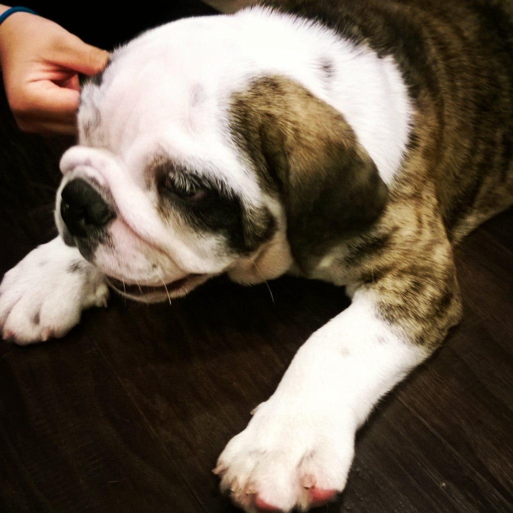 I am an English Bulldog, and my name is Tokyo. My human is @ricardodsanchez