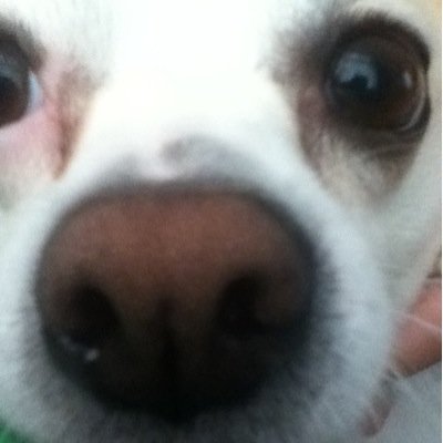 Im ze dog