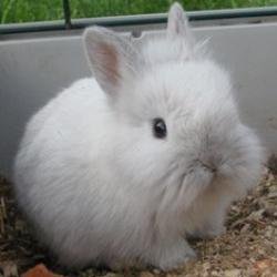 goddessbunny42's profile picture. An Official Reward Hunter & Database Maintainer for AlphaZone4, Cute Gamer Bunny, All-Around aDorkable and Awesome Chica