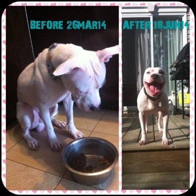 I'm Ava, an 11yr old American Bulldog mix who was rescued Nov 2011 by my mummy @CohenESU13. I have Cancer but I don't let it slow me down! Life is good! Enjoy.