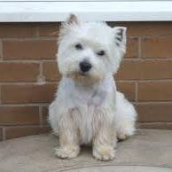 es un westie es el perro mejor del mundo