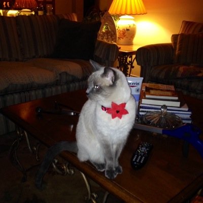 Retired Postal Worker!! And I have six wonderful grandchildren!! Mother of three stray cats!!