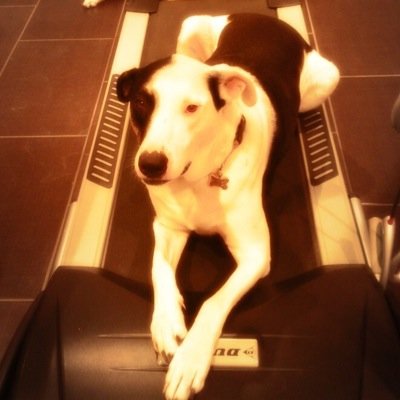 Soy Domino adoptado por @luisdemen soy una diva ahora y muy consentido, hermano de @Soy_Cachito y tengo twitter para ayudar a otros perros con menos suerte.