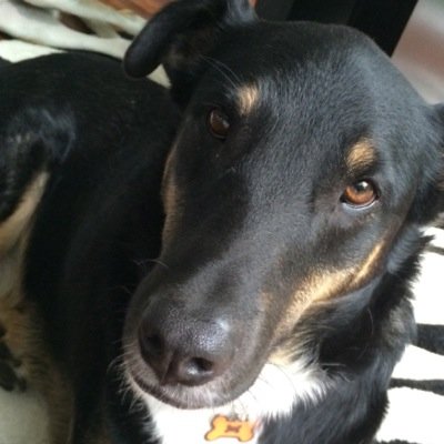 Soy Cachito adoptado por @luisdemen soy el perro mas latoso y consentido, hermano de @DominoSoy y tengo twitter para ayudar a otros perros con menos suerte.