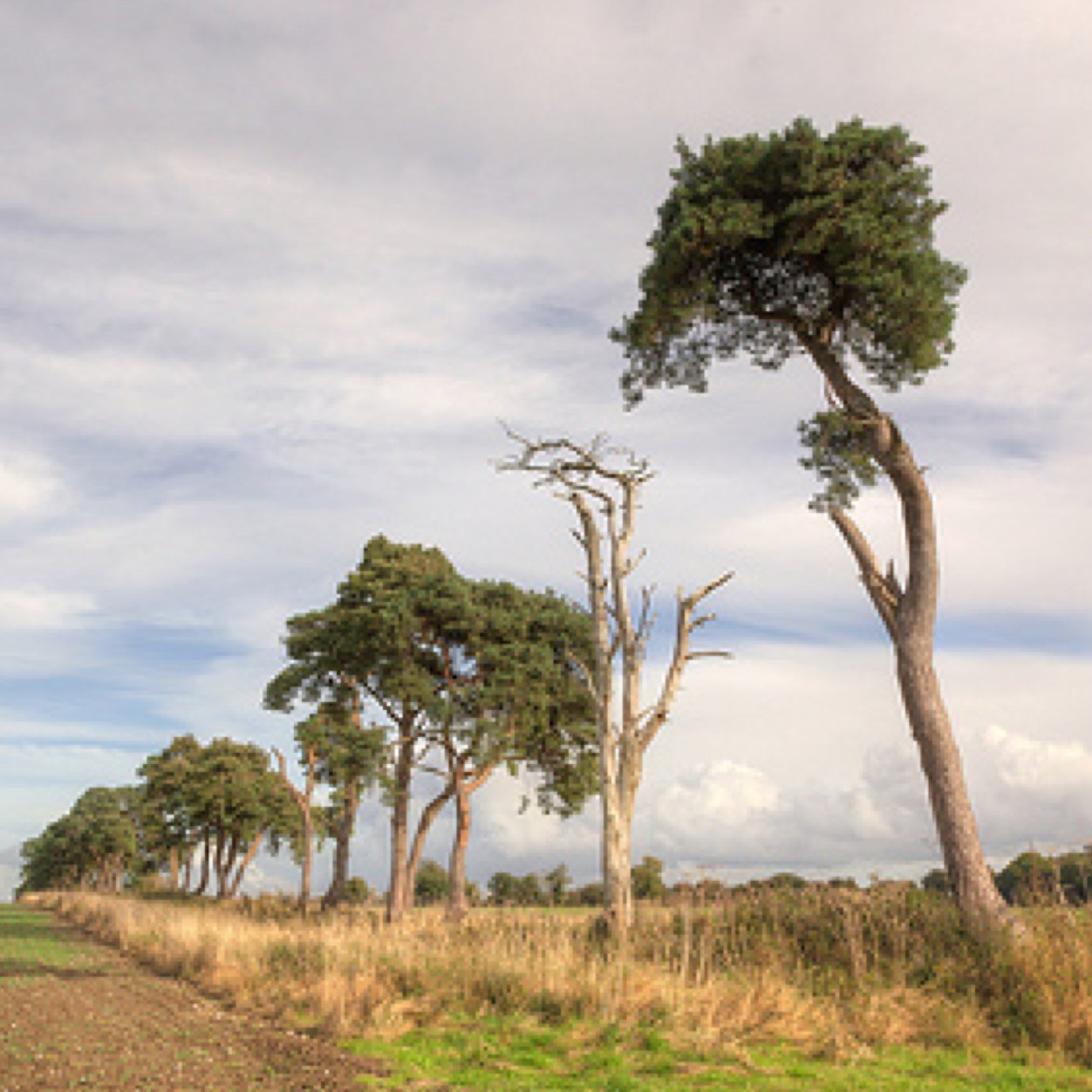 Keeping you updated and informed with all things 'Brecks', one of the great natural areas of Britain spanning 1015sq kilometres across Norfolk and Suffolk.