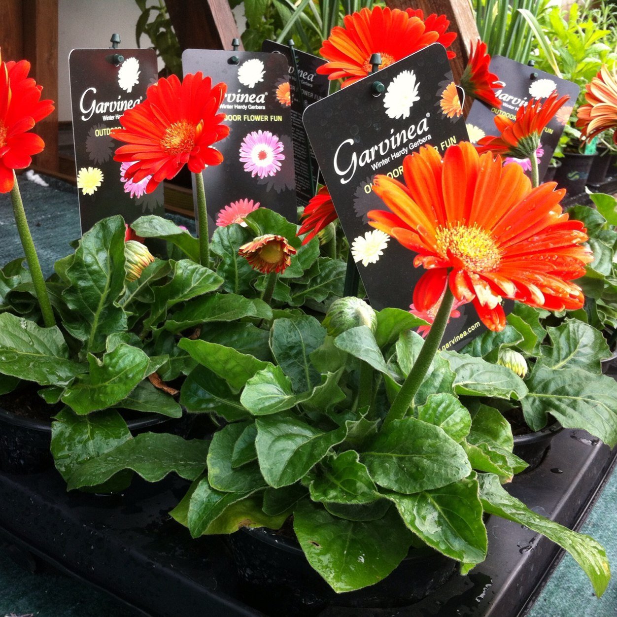 Yalden DIY Garden- Traditional values shaping our future
