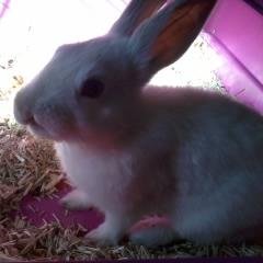 wesh lapin
