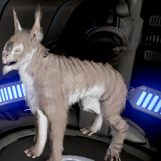 Female sahasa kubrow, likes to dig, and explore, but doesnt have a great attention span.