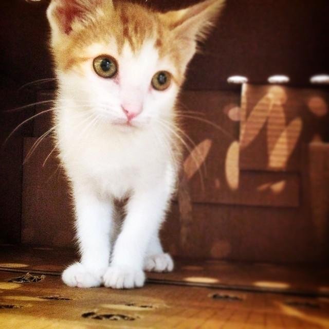 We're Bonnie and Clyde, two naughty kittens who enjoy destroying curtains, knocking over potted plants, and eating catnip.