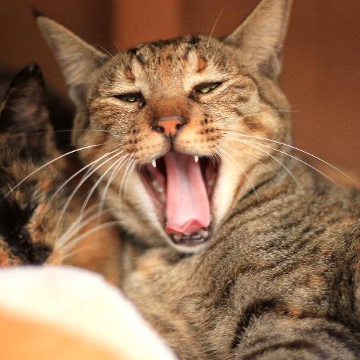 TooltestR's profile picture. 今更ながらTwitter始めてみました。よろしくお願いします。