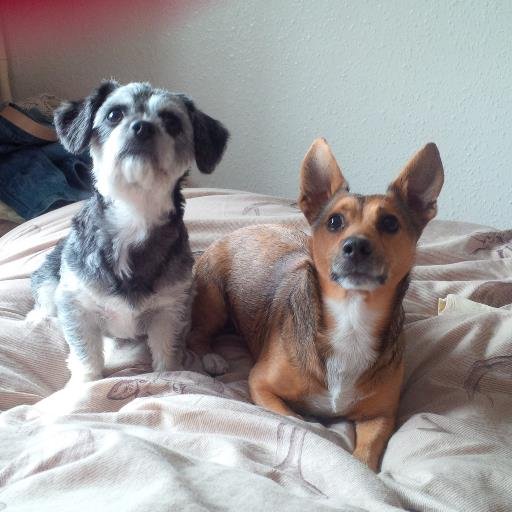 From Stoke on Trent, love my family and my dogs and will NEVER grow up!