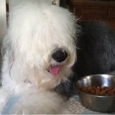 Old English Sheepdogs