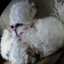 Angelina Ryan - @misryan216 - Twitter