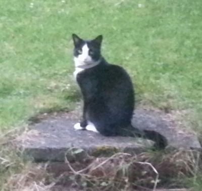 Yantantessera's profile picture. I am the beautiful and fierce #cat who looks after @spiderling and @marnanel.